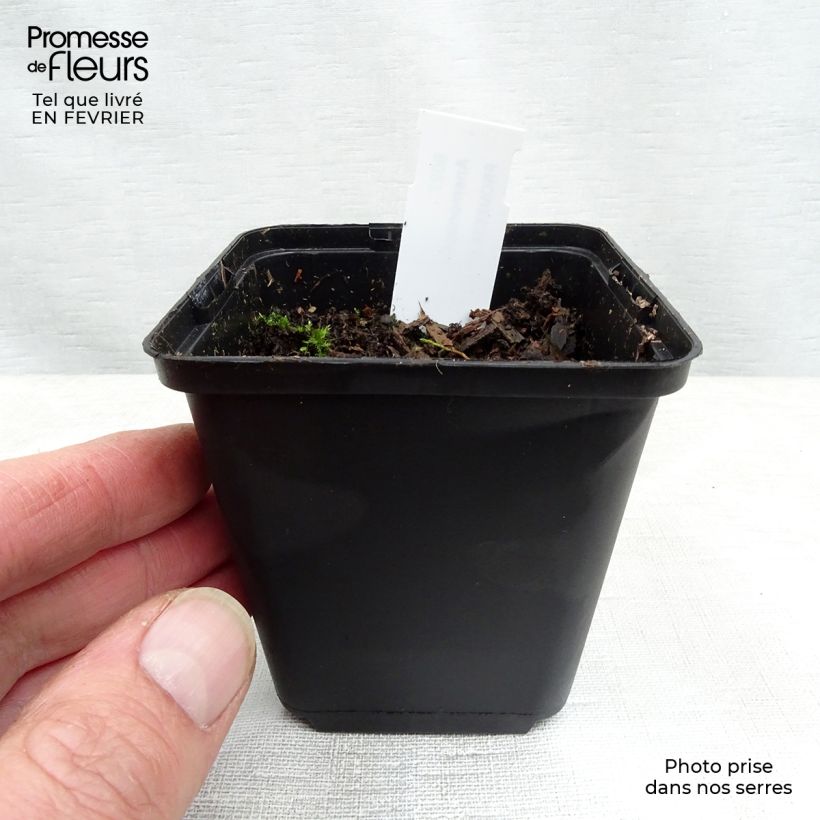 Anemonopsis macrophylla 8/9 cm pot sample as delivered in winter