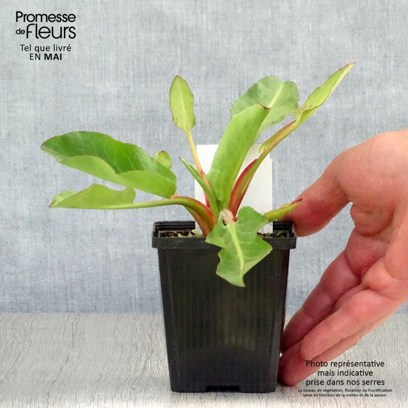 Anemopsis californica 8/9 cm pot sample as delivered in spring