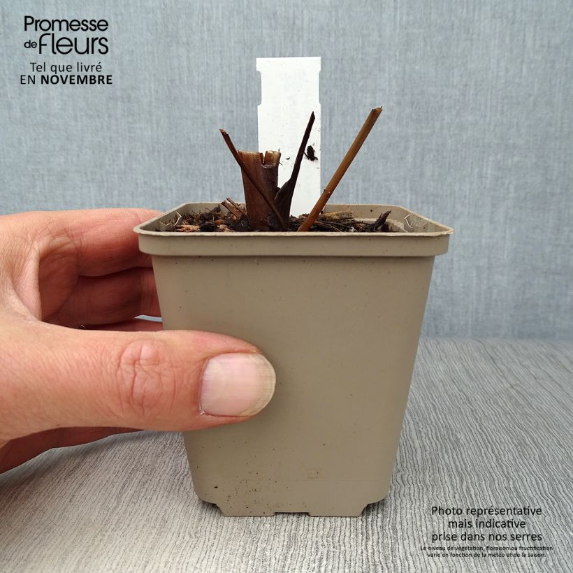 Angelica gigas 8/9 cm pot sample as delivered in autumn