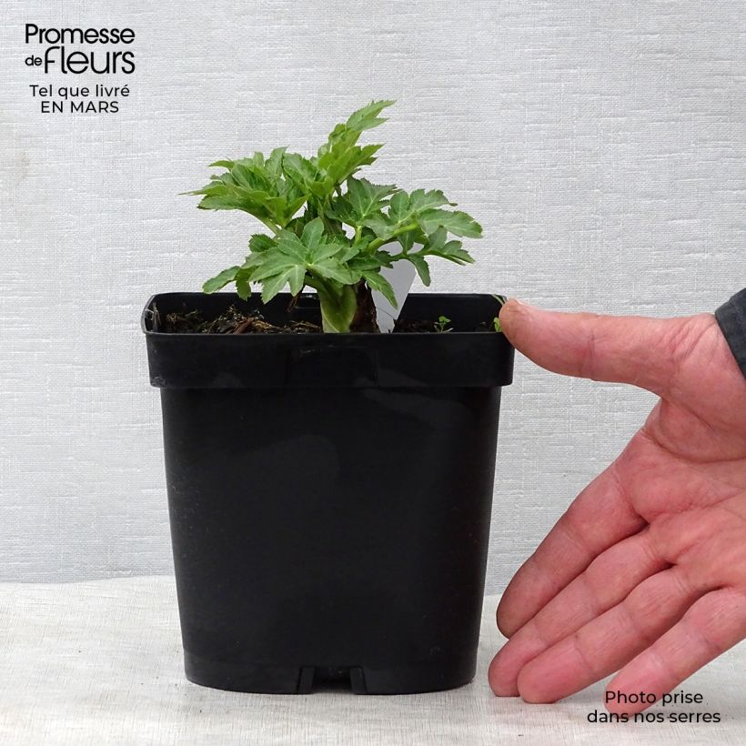 Angelica gigas 2L/3L pot sample as delivered in spring