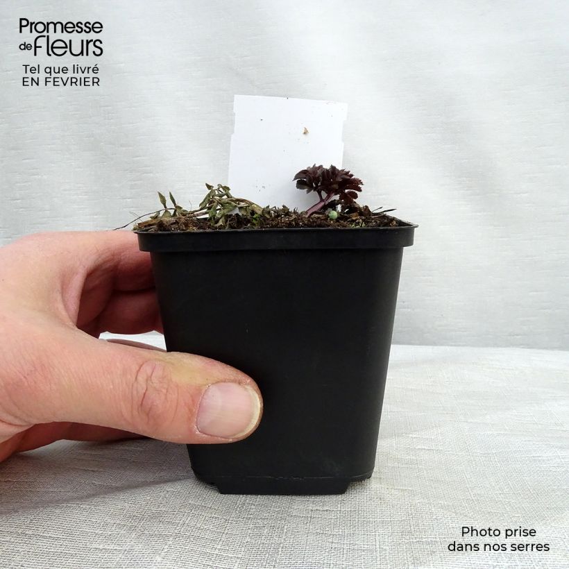 Angelica sylvestris Vicars Mead 8/9 cm pot sample as delivered in winter