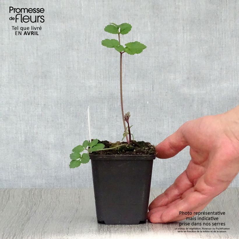 Angelica sylvestris Vicars Mead 8/9 cm pot sample as delivered in spring