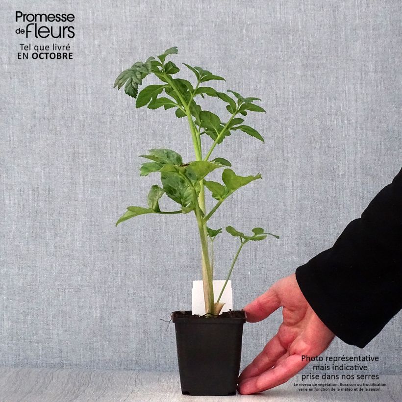 Angelica pachycarpa 8/9 cm pot sample as delivered in autumn