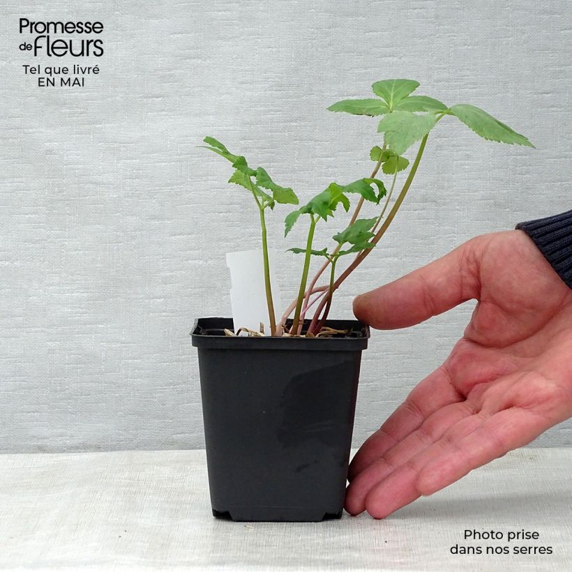 Angelica archangelica 7/8 cm pot sample as delivered in spring