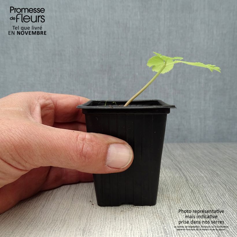 Angelica archangelica 7/8 cm pot sample as delivered in autumn