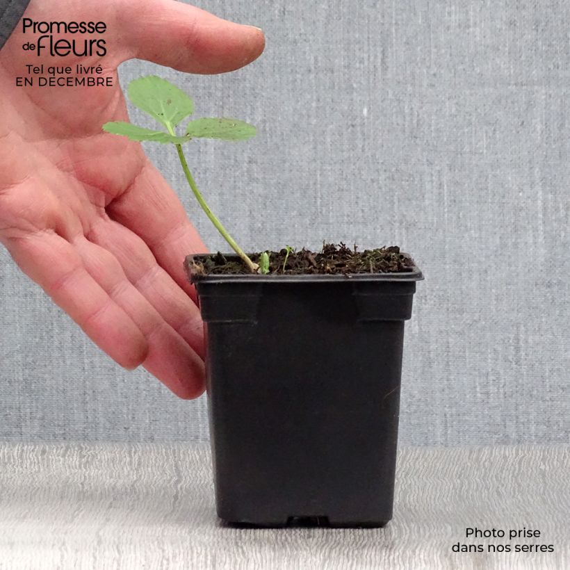 Angelica archangelica 7/8 cm pot sample as delivered in winter