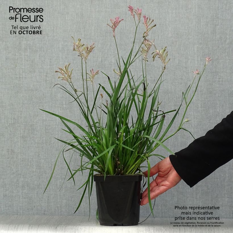 Anigozanthos flavidus Bush Pearl 2L/3L pot sample as delivered in autumn