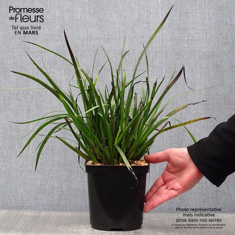 Anigozanthos flavidus Bush Pearl 2L/3L pot sample as delivered in spring