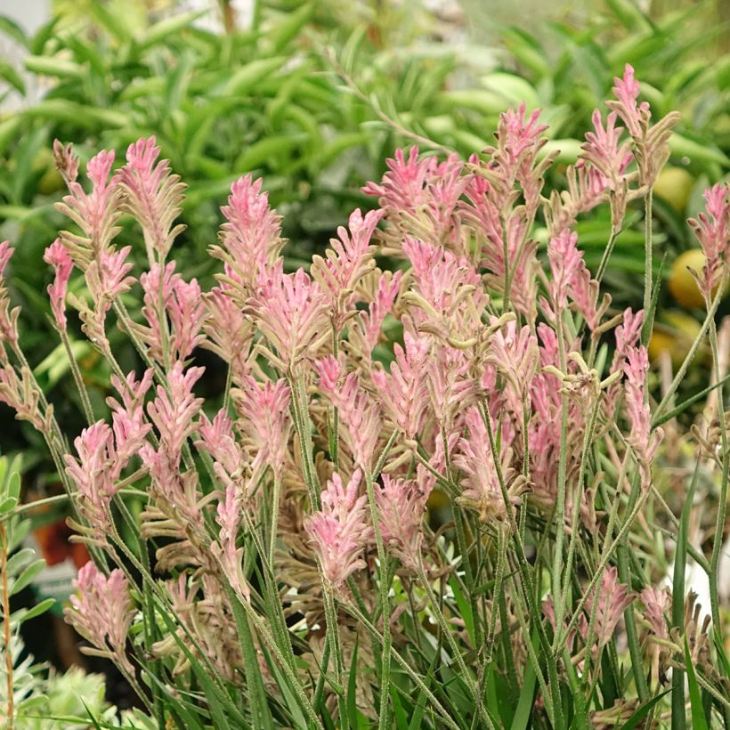 Anigozanthos flavidus Bush Pearl (Plant habit)