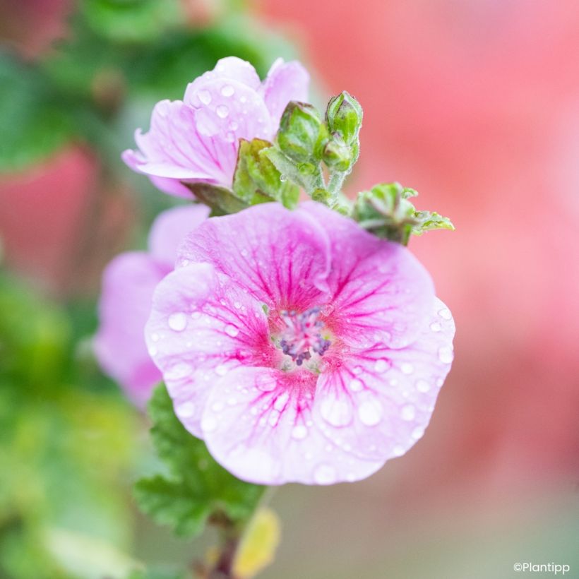 Anisodontea Cotton Candy Pink - Cape mallow (Flowering)