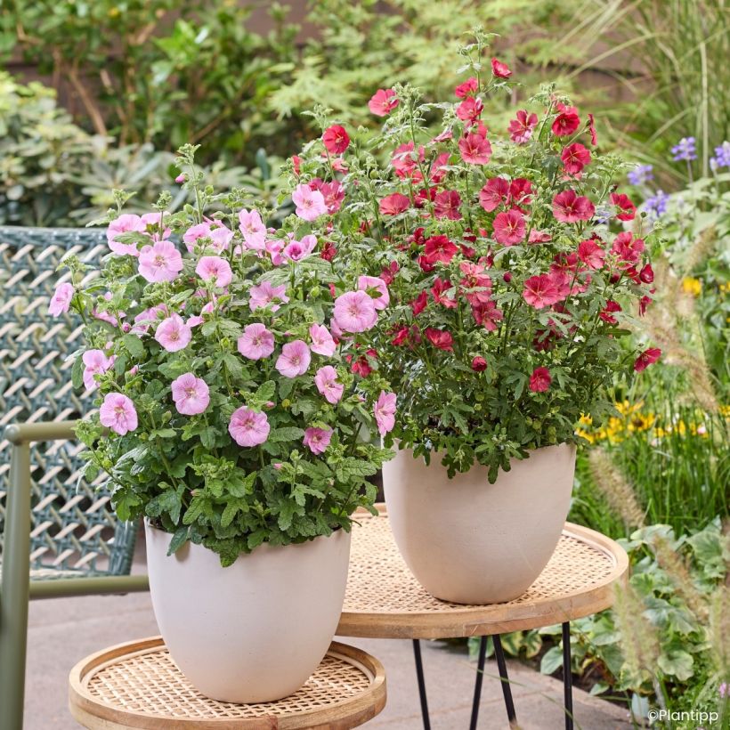 Anisodontea Cotton Candy Pink - Cape mallow (Plant habit)