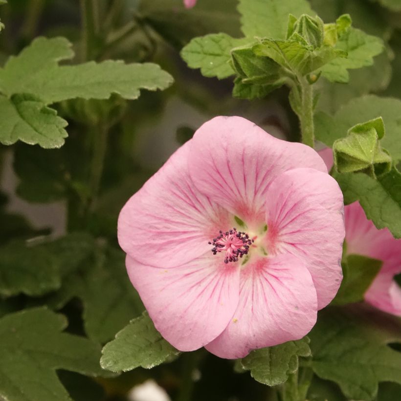 Anisodontea Cotton Candy Pink - Cape mallow (Flowering)