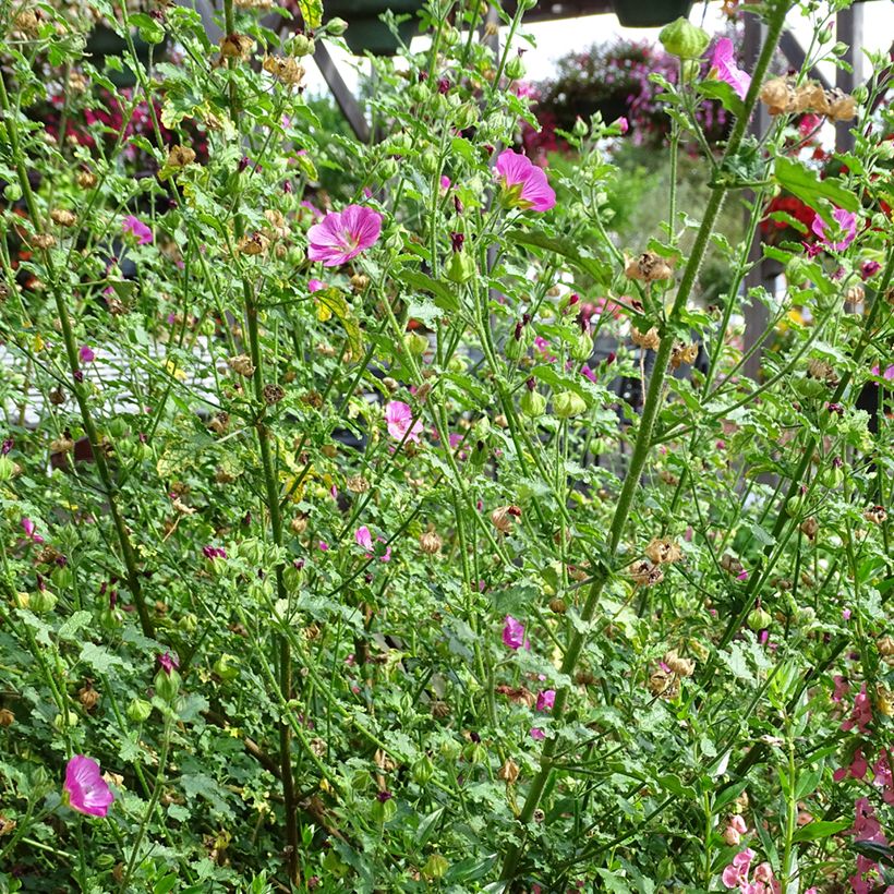 Anisodontea Lady in Pink - Cape Mallow (Plant habit)