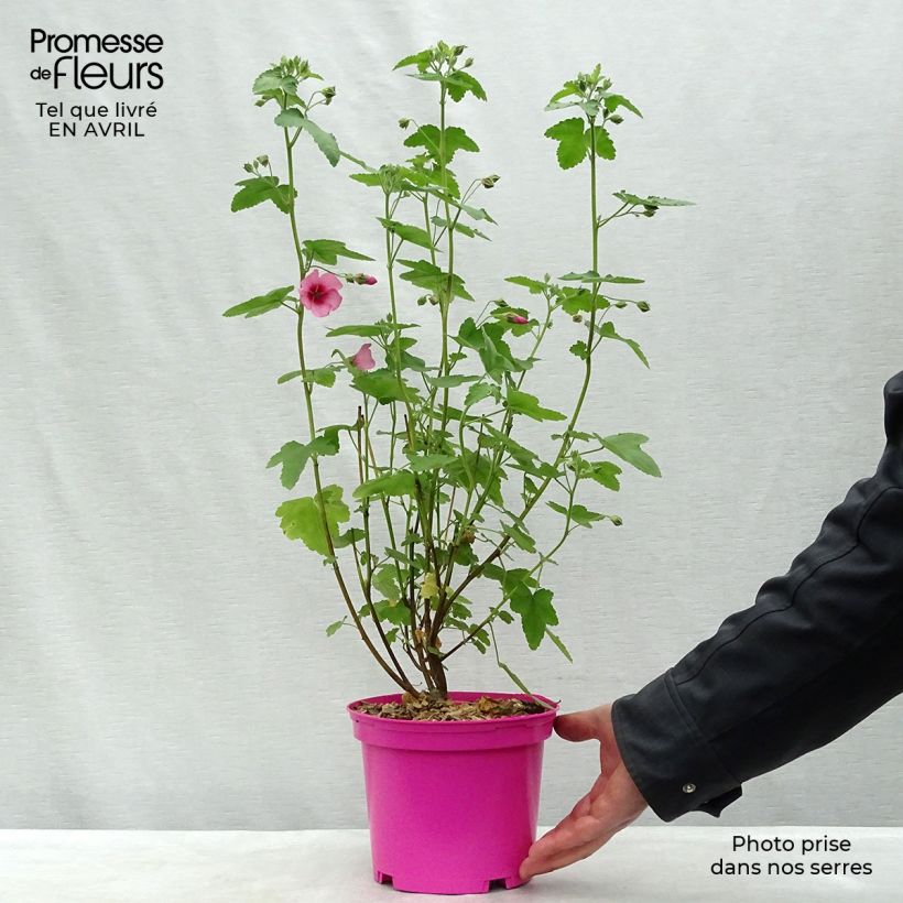 Anisodontea capensis El Rayo 1.5L/2L pot sample as delivered in spring
