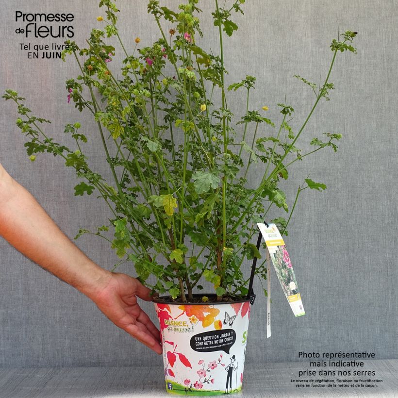 Anisodontea capensis El Rayo 3L/4L pot sample as delivered in spring