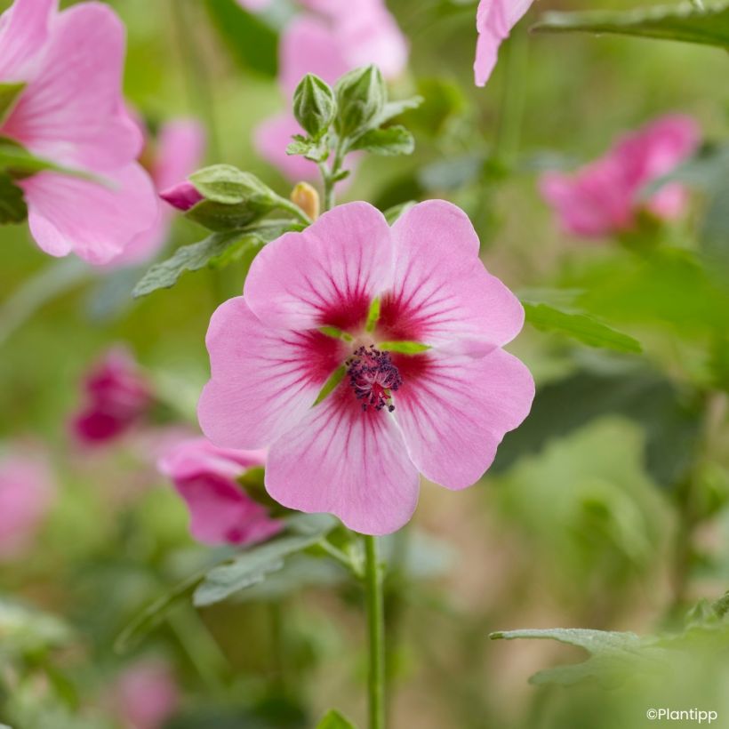 Anisodontea Carnival Lights Gala - Cape mallow (Flowering)