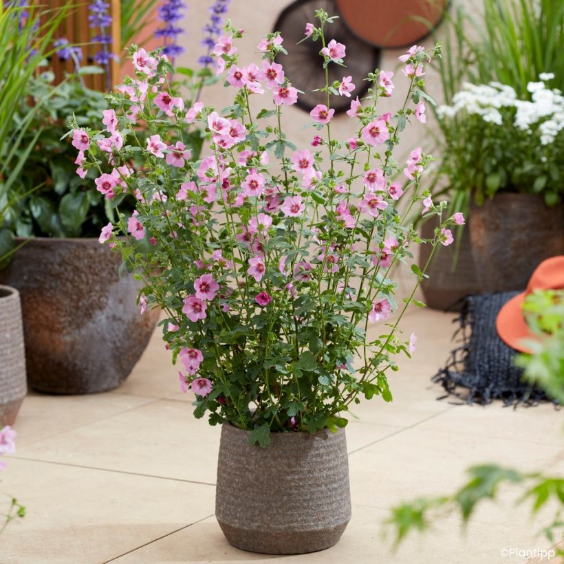 Anisodontea Carnival Lights Gala - Cape mallow (Plant habit)