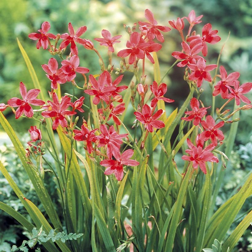 Anomatheca laxa - False Freesia (Plant habit)