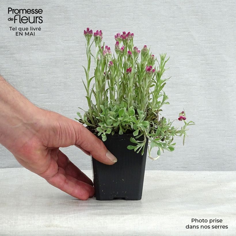 Antennaria dioica Rubra - Mountain Everlasting 8/9 cm pot sample as delivered in spring