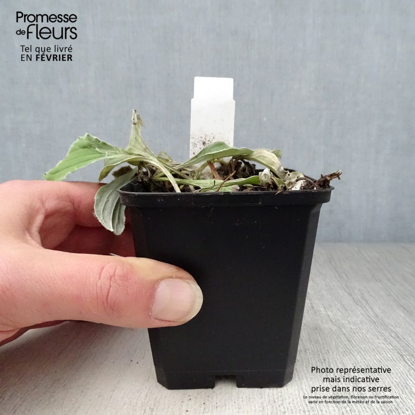 Antennaria plantaginifolia 8/9 cm pot sample as delivered in winter