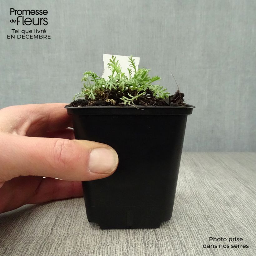 Anthemis carpatica Karpatenschnee - Marguerite 8/9 cm pot sample as delivered in winter