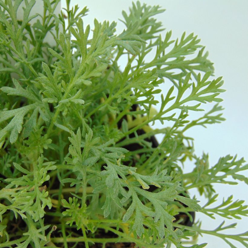 Anthemis carpatica Karpatenschnee - Marguerite (Foliage)