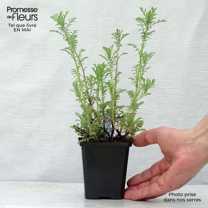 Anthemis tinctoria Kelwayi - Marguerite 8/9 cm pot sample as delivered in spring