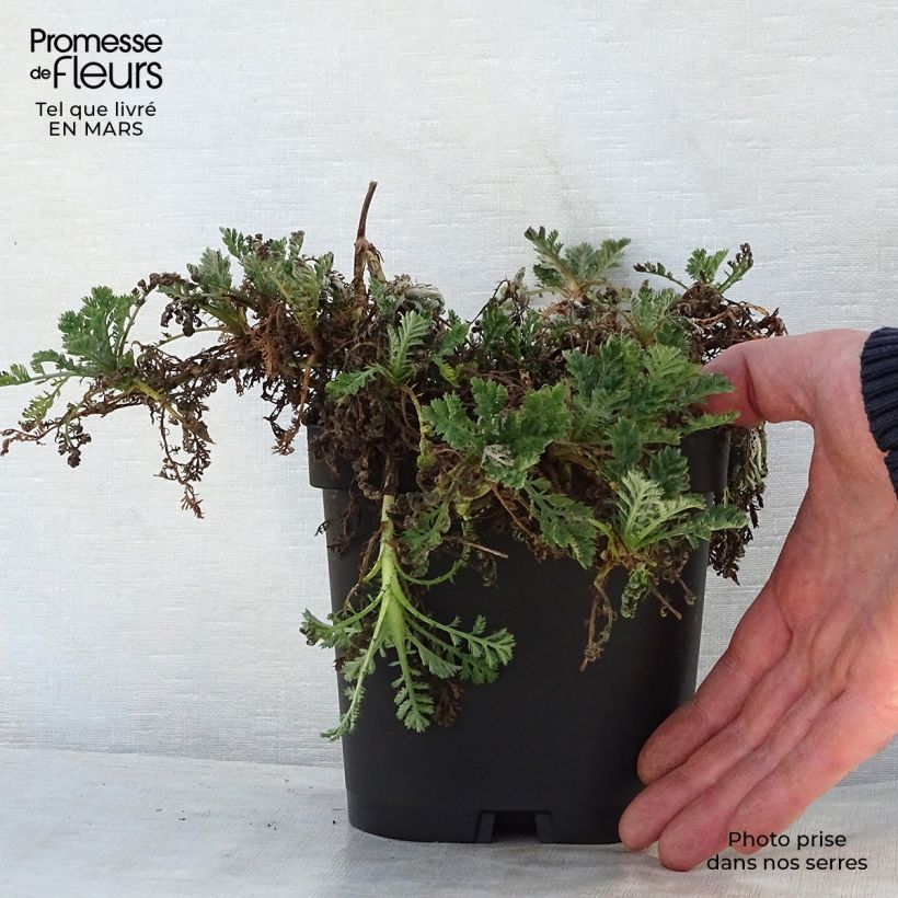 Anthemis tinctoria Sauce Hollandaise - Marguerite 2L/3L pot sample as delivered in spring