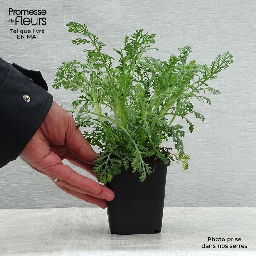 Anthemis tinctoria Sauce Hollandaise - Marguerite 8/9 cm pot sample as delivered in spring