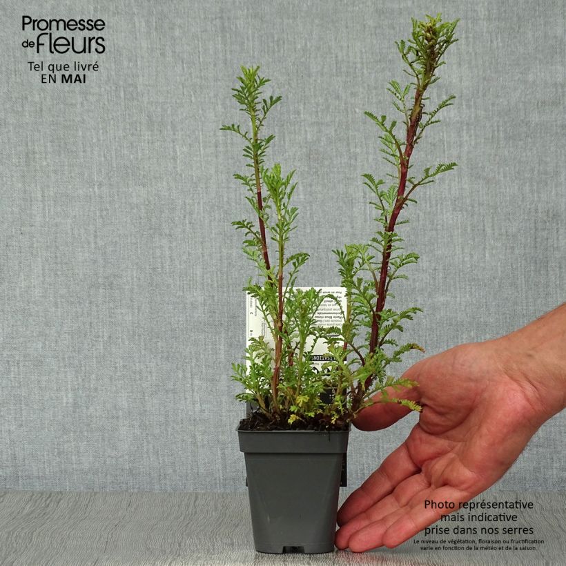 Anthemis tinctoria Wargrave Variety - Marguerite 8/9 cm pot sample as delivered in spring