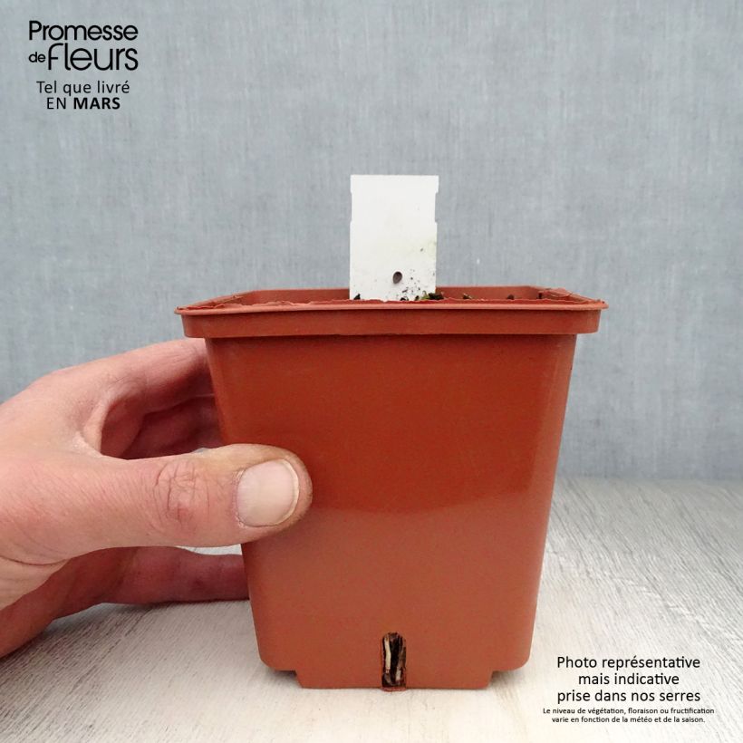 Anthericum saundersiae Starlight 8/9 cm pot sample as delivered in spring