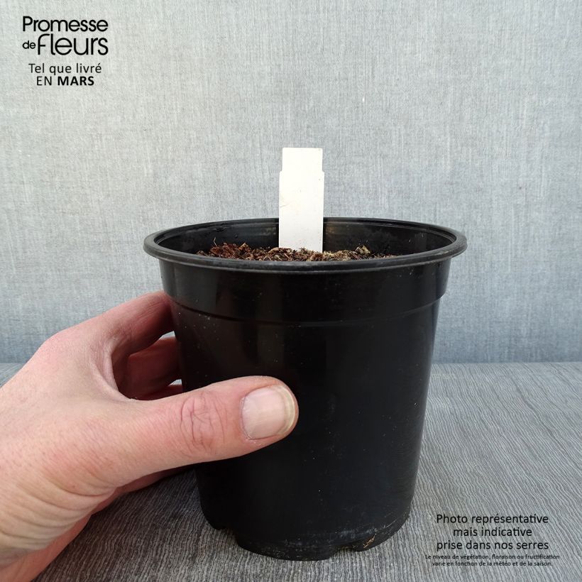 Anthericum saundersiae Starlight 1.5L/2L pot sample as delivered in winter