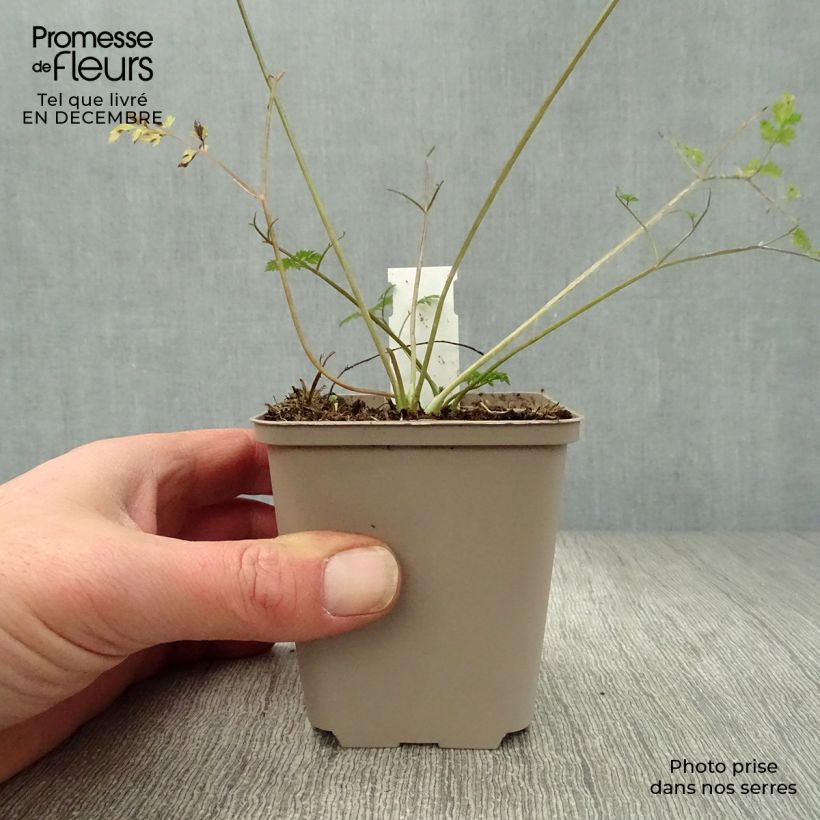 Anthriscus sylvestris Ravenswing 8/9 cm pot sample as delivered in winter