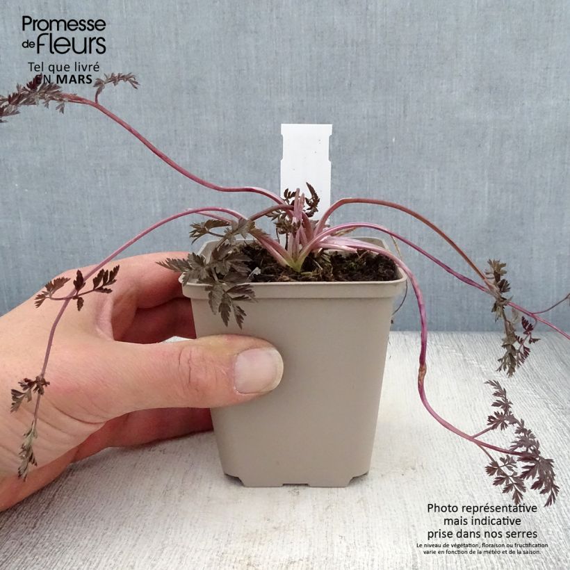 Anthriscus sylvestris Ravenswing 8/9 cm pot sample as delivered in spring