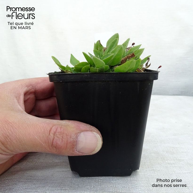 Anthyllis vulneraria 8/9 cm pot sample as delivered in winter