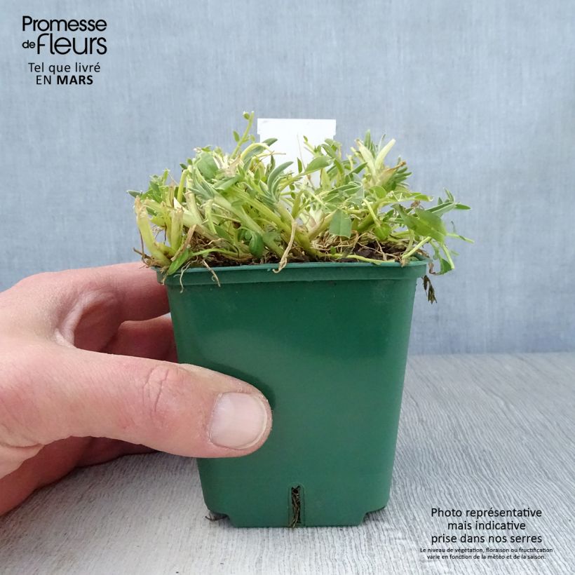 Anthyllis vulneraria var. coccinea 8/9 cm pot sample as delivered in spring