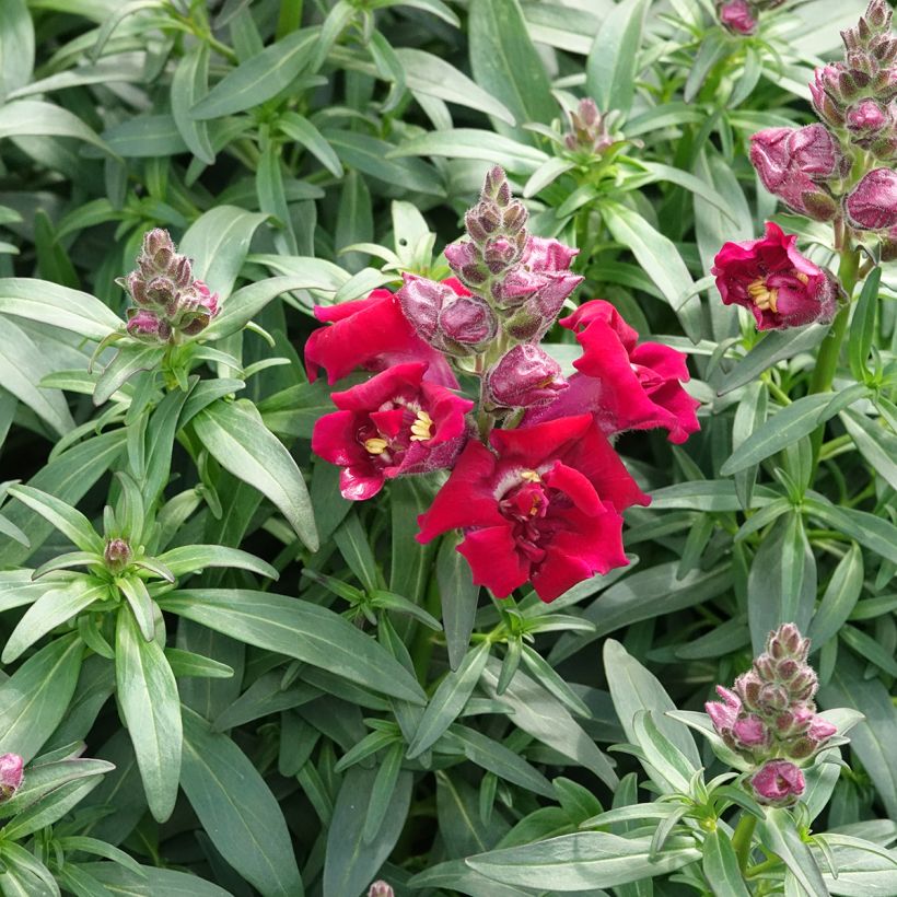 Antirrhinum majus Sweet Duet Deep Red - Snapdragon (Plant habit)