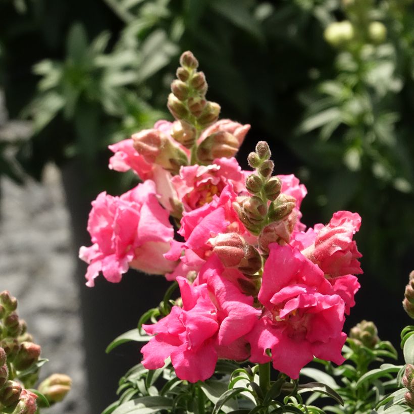 Antirrhinum majus Sweet Duet Rose Shades - Muflier des Jardins, Muflier à grandes fleurs, Gueule de loup (Flowering)