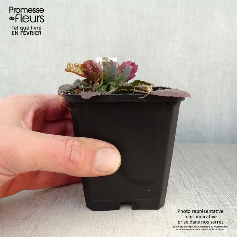 Arabis blepharophylla Frühlingszauber 8/9 cm pot sample as delivered in winter