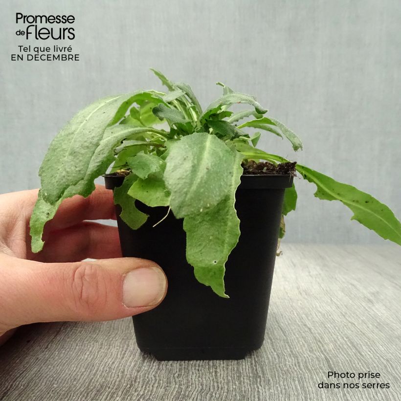 Arabis blepharophylla 8/9 cm pot sample as delivered in winter