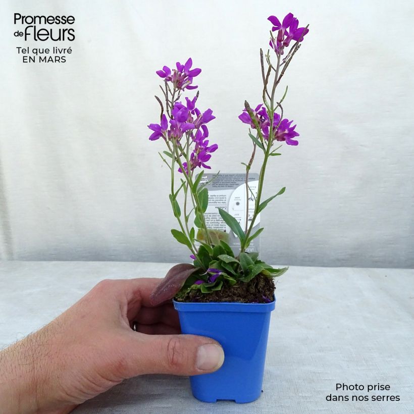 Arabis blepharophylla Rose Delight 7/8 cm pot sample as delivered in winter