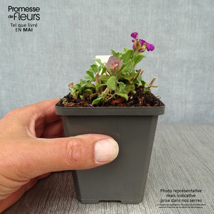 Arabis alpina subsp. caucasica Pinkie 8/9 cm pot sample as delivered in spring
