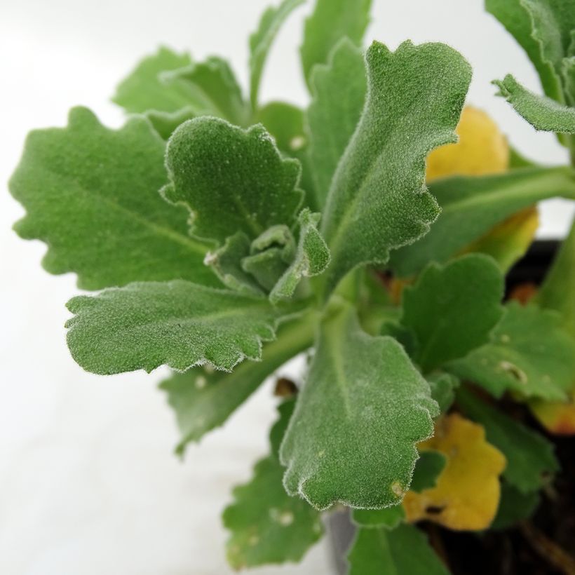Arabis alpina subsp. caucasica Plena (Foliage)