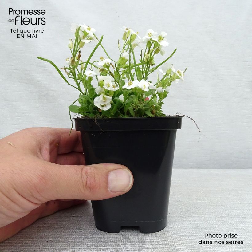 Arabis alpina subsp. caucasica Snowcap 8/9 cm pot sample as delivered in spring