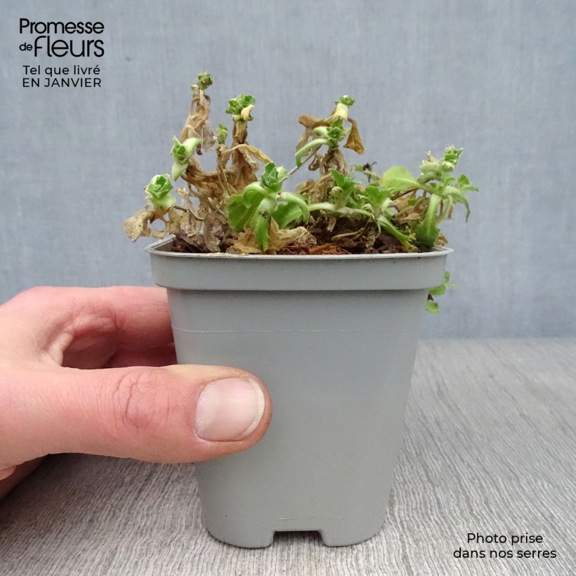 Arabis alpina subsp. caucasica Snowcap 8/9 cm pot sample as delivered in winter