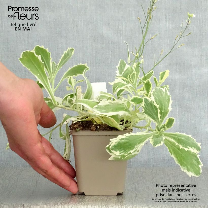 Arabis alpina subsp. caucasica Variegata 8/9 cm pot sample as delivered in spring