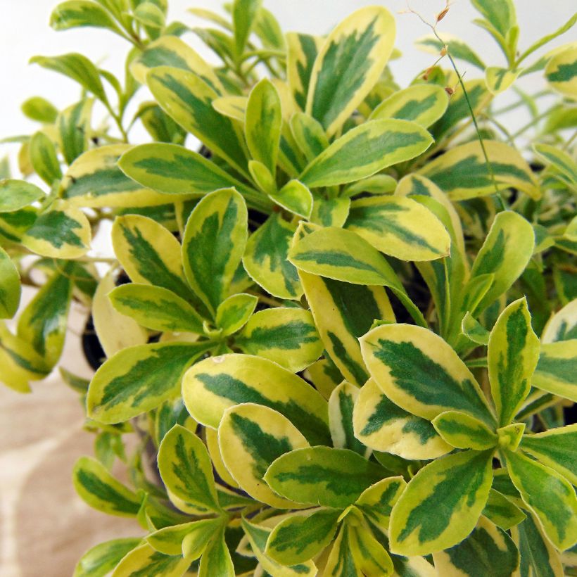 Arabis ferdinandi coburgii Old Gold (Foliage)
