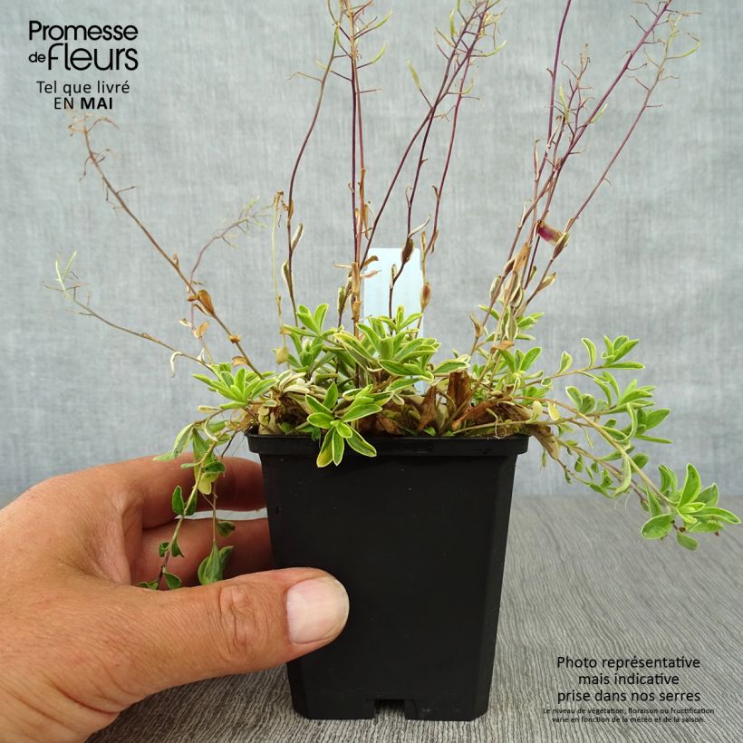 Arabis ferdinandi coburgii Old Gold 8/9 cm pot sample as delivered in spring