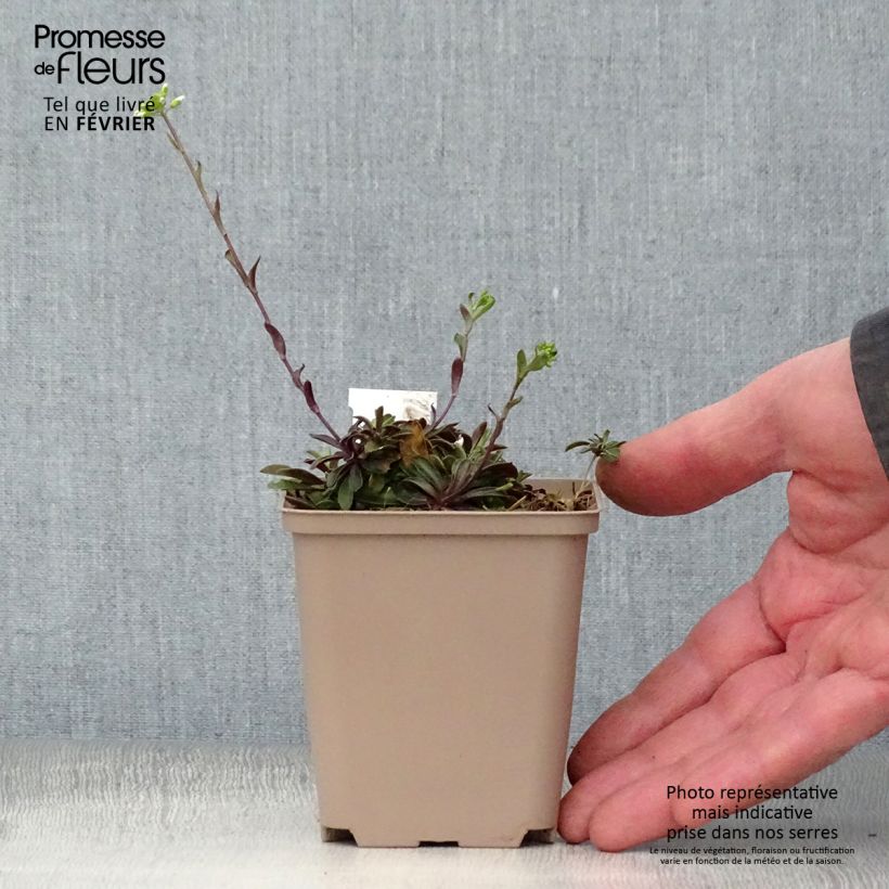 Arabis procurrens Neuschnee 8/9 cm pot sample as delivered in winter