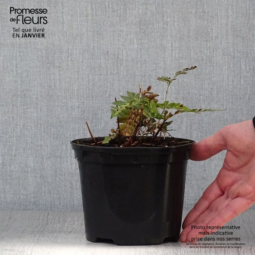 Arachniodes simplicior 2L/3L pot sample as delivered in winter